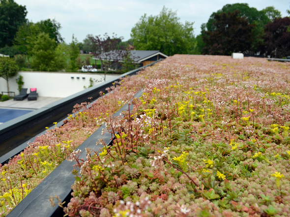 Aankoopbedrag FirmusSEDUM tot 70% terugverdienen?