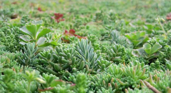 Sedum dakgroen