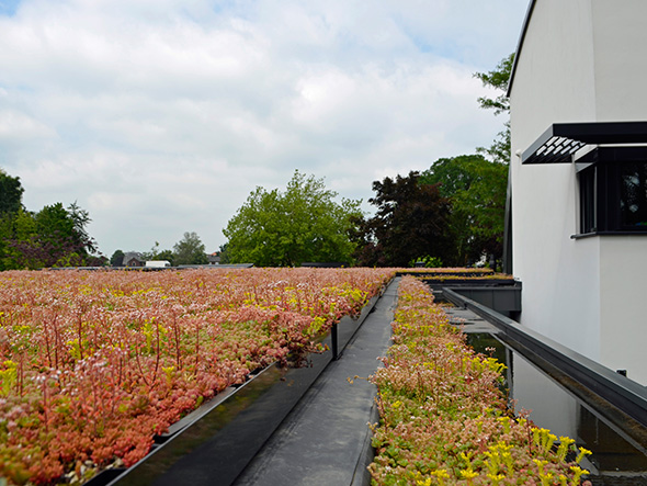 Van zwart EPDM dakvlak naar gekleurde bloemenweide!