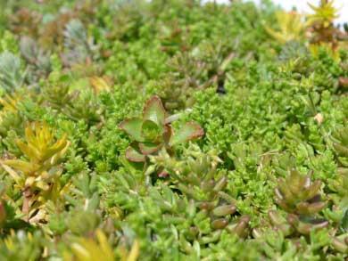 firmussedum-13.jpg