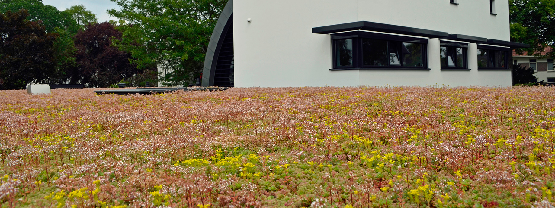 Van zwart EPDM dakvlak naar gekleurde bloemenweide! 