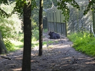 Ouwehand Dierenpark FirmusFIXED: BERESTERK !