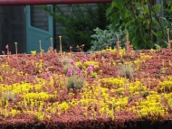 FirmusSEDUM Kassette