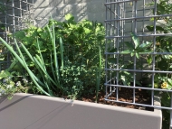 Vertical, ediable garden with FirmusPERGOLA