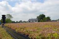 Van zwart EPDM dakvlak naar gekleurde bloemenweide!