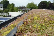 Van zwart EPDM dakvlak naar gekleurde bloemenweide!