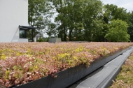 Van zwart EPDM dakvlak naar gekleurde bloemenweide!